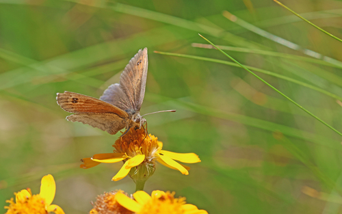 Erebia calcaria