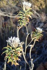 Oedera imbricata