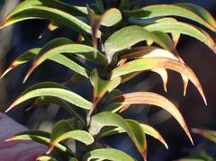 Oedera imbricata