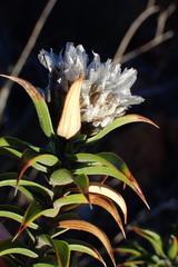 Oedera imbricata