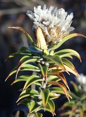 Oedera imbricata