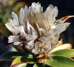 Oedera imbricata