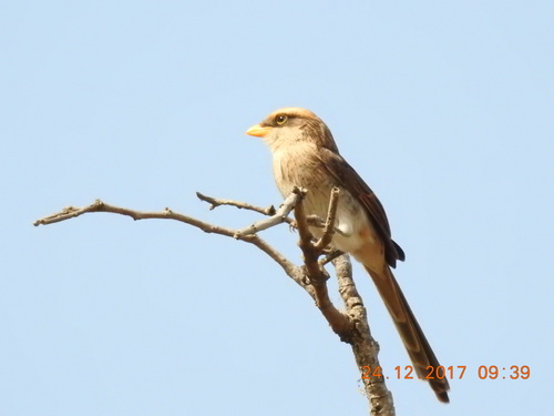 Yellow-billed Shrike