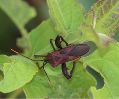 Ochrochira ferruginea