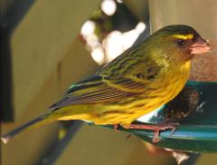 Crithagra scotops umbrosa