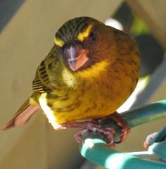 Crithagra scotops umbrosa