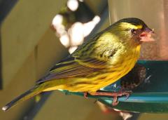 Crithagra scotops umbrosa