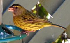 Crithagra scotops umbrosa