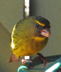 Crithagra scotops umbrosa