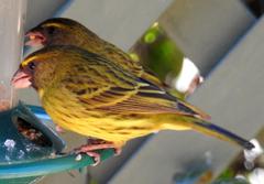 Crithagra scotops umbrosa