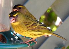 Crithagra scotops umbrosa