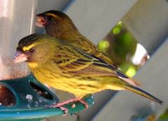 Crithagra scotops umbrosa