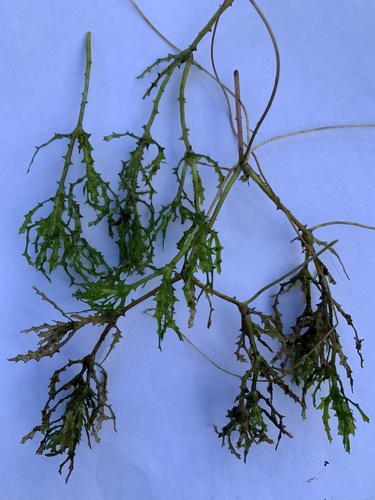 Najas major (Najas major)