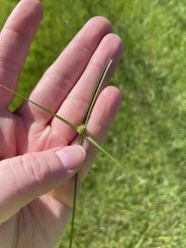 Cyperus brevifolius iNat (3)