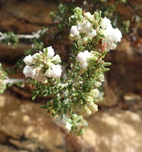 Image of Erica syngenesia by (c) Nicola van Berkel, some rights reserved (CC BY-SA)
