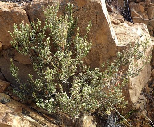 Image of Ring Heath (Erica syngenesia) by (c) Nicola van Berkel, some rights reserved (CC BY-SA)