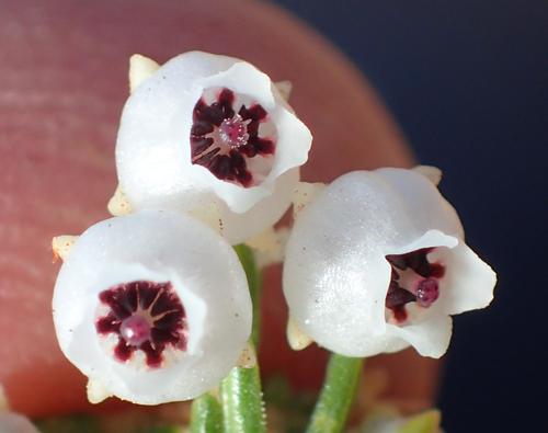 Image of Erica syngenesia by (c) Nicola van Berkel, some rights reserved (CC BY-SA)