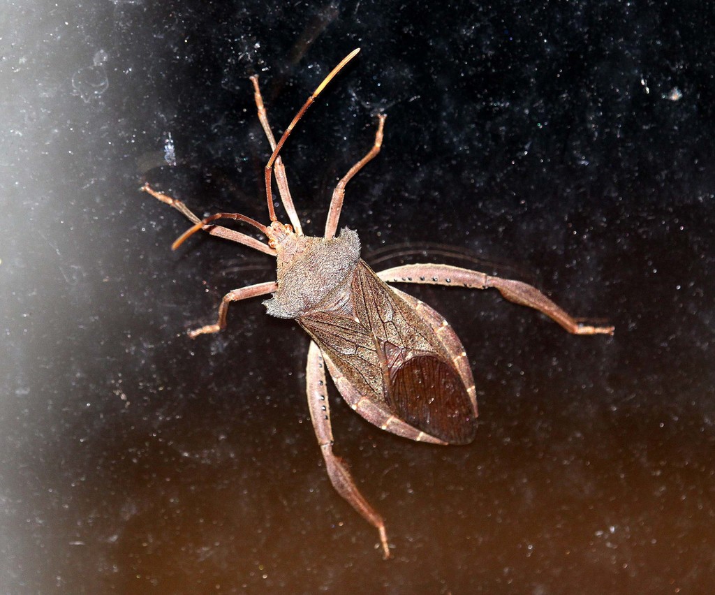 Prionolomia malaya