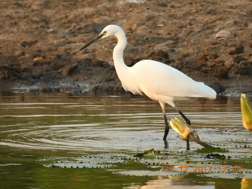 Little Egret