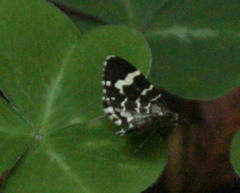 Trichodezia californiata