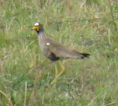 Vanellus senegallus lateralis