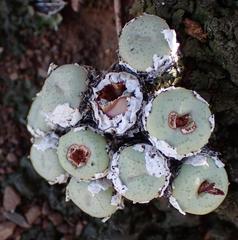 Conophytum truncatum