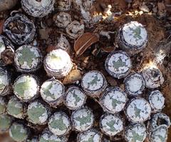 Conophytum truncatum