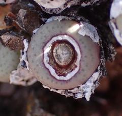 Conophytum truncatum