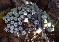 Conophytum truncatum
