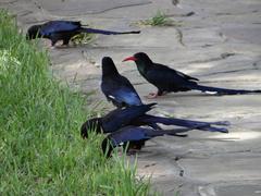 Phoeniculus damarensis