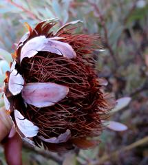 Protea sulphurea