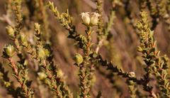 Euchaetis pungens