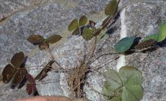 Oxalis orbicularis