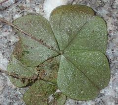 Oxalis orbicularis
