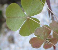 Oxalis orbicularis