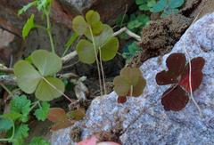 Oxalis orbicularis