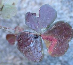 Oxalis orbicularis