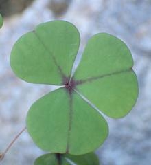 Oxalis orbicularis