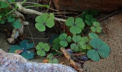 Oxalis orbicularis