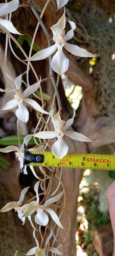 Aerangis kotschyana