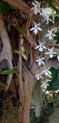 Aerangis kotschyana