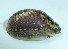 Paropsisterna decolorata