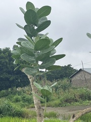 Calotropis procera image