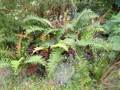 Blechnum chilense