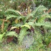 Chilean Hard Fern - Photo (c) John Brew, some rights reserved (CC BY), uploaded by John Brew