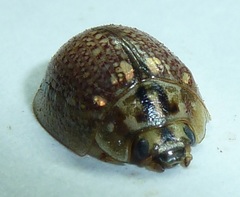 Paropsisterna decolorata
