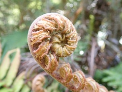 Blechnum chilense