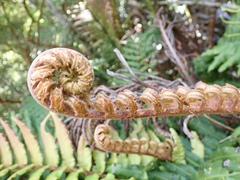 Blechnum chilense