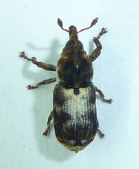 Neolaemosaccus