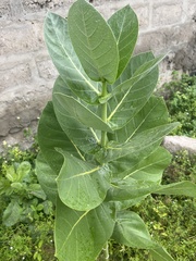 Calotropis procera image